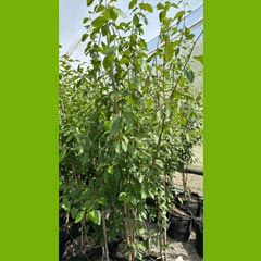 نهال آلو کد 8446 سایز 13101