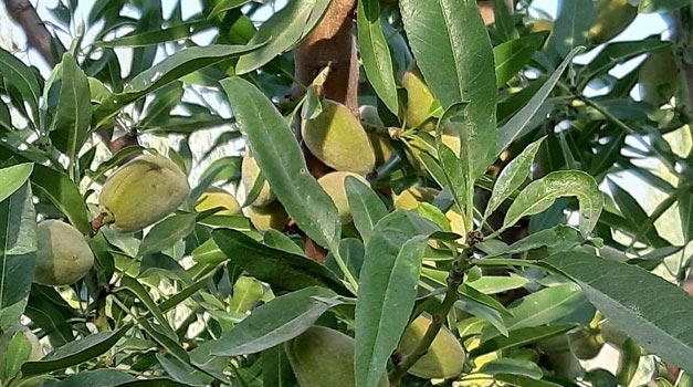 نهال بادام کد 9463 نهال بادام کد 9463