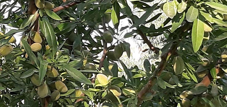 نهال بادام کد 9477 نهال بادام کد 9477