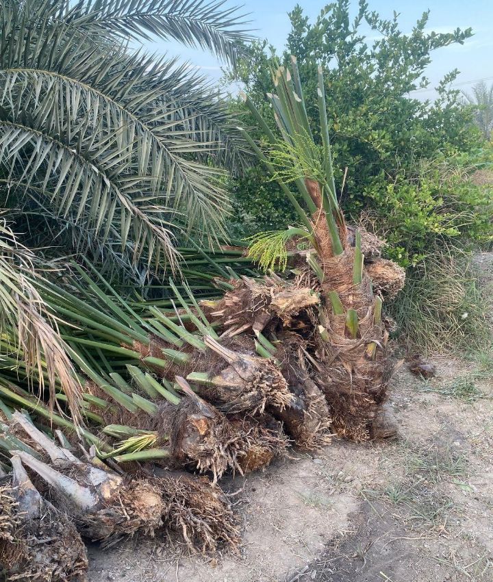 نهال خرما پیارم کد 9099