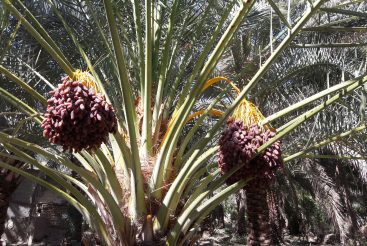 نهال خرما پیارم کد 9106