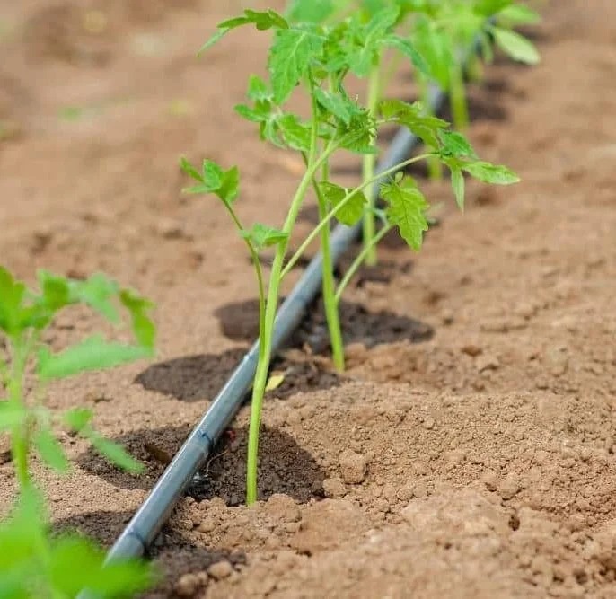 درخت گردو پکان کد 13053،نهال گردو پکان 13067 درخت گردو پکان کد 13053،نهال گردو پکان 13067