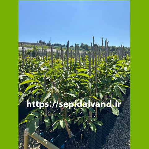 نهال گردو چندلر کد 9895