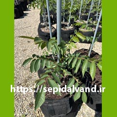 نهال گردو چندلر کد 9907