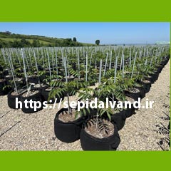 نهال گردو چندلر کد 9964