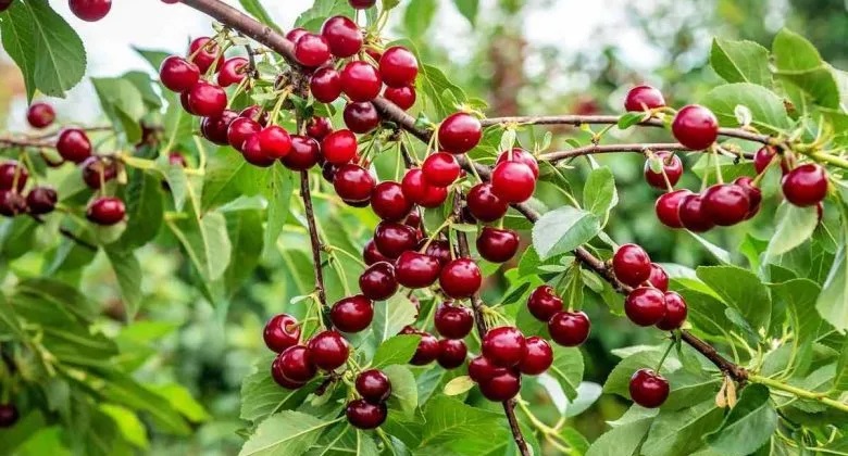 نهال گیلاس کد 9634