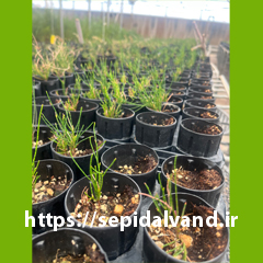 گز شاهی کد 9741