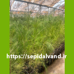 گز شاهی کد 9766